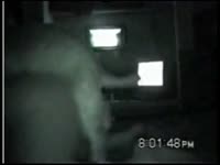 Dog hard pounding an amateur beastie gal